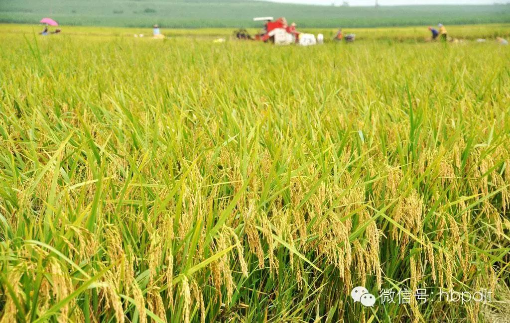 中国长寿之乡富硒大米（江苏长寿富硒大米）-硒宝网