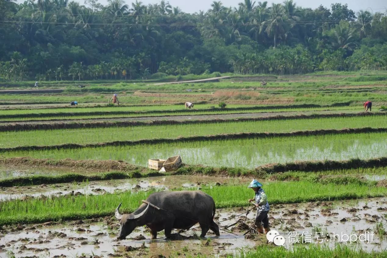 中国长寿之乡富硒大米（江苏长寿富硒大米）-硒宝网