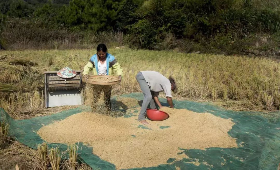 富硒大米种植生产企业(富硒大米生产技术)-硒宝网