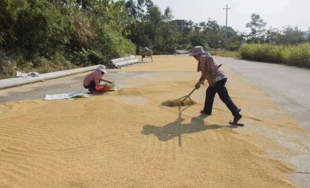 富硒大米种植生产企业(富硒大米生产技术)-硒宝网