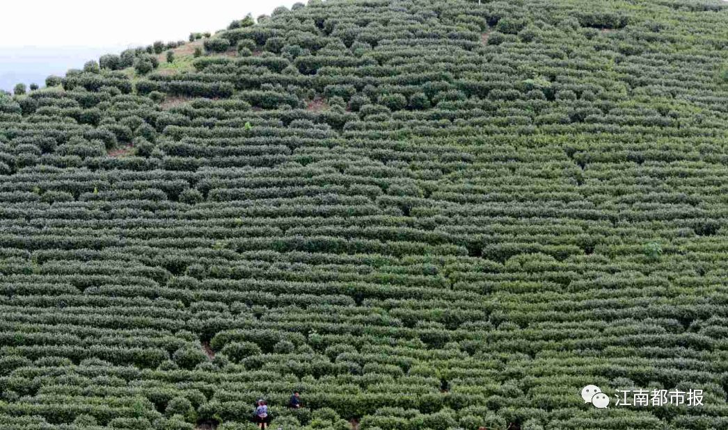 靖安富硒绿色有机大米（富硒大米包装简介）-硒宝网