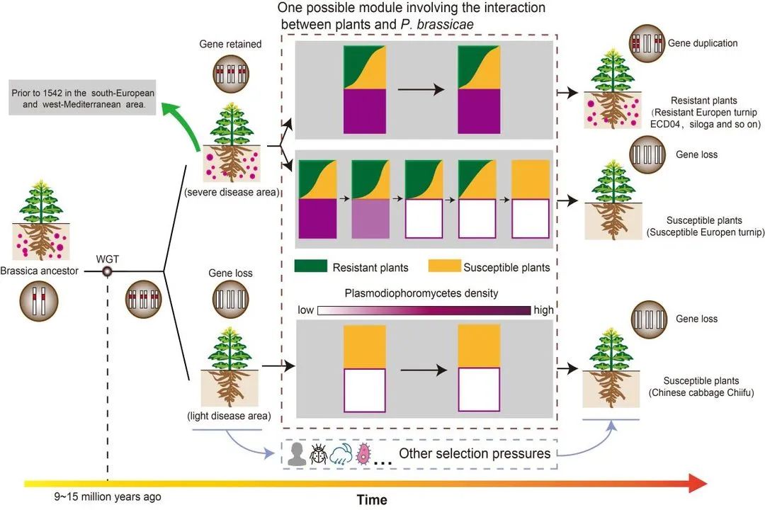 沈阳有机富硒大米资源(沈阳富硒大米哪家好)-硒宝网