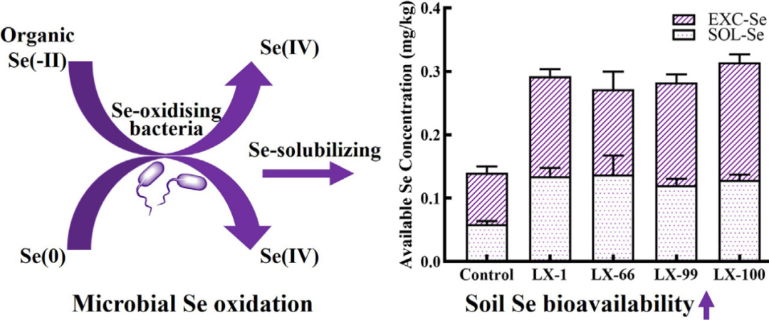沈阳有机富硒大米资源(沈阳富硒大米哪家好)-硒宝网