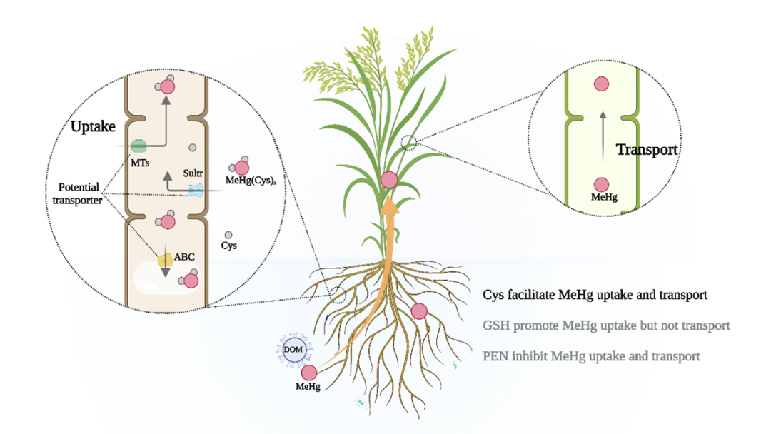 沈阳有机富硒大米资源(沈阳富硒大米哪家好)-硒宝网