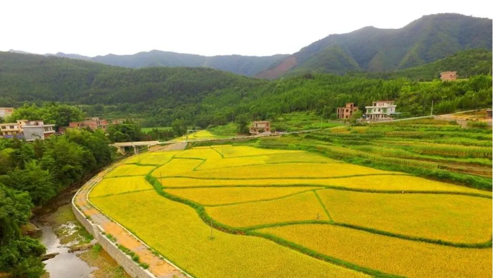 湖南有机富硒大米资源（富硒优质大米）-硒宝网