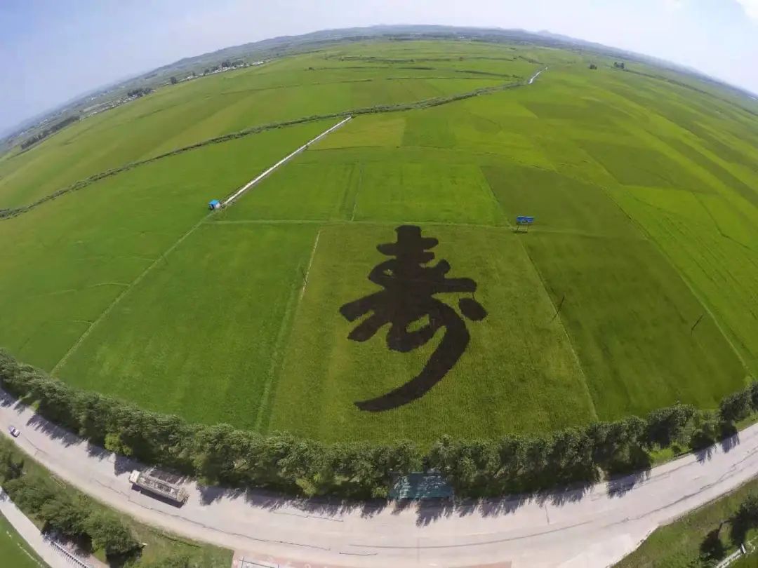 富硒大米扶贫产业项目(富硒大米指标)-硒宝网