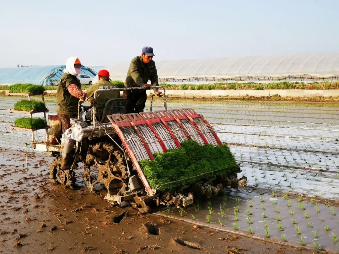 富硒大米扶贫产业项目(富硒大米指标)-硒宝网