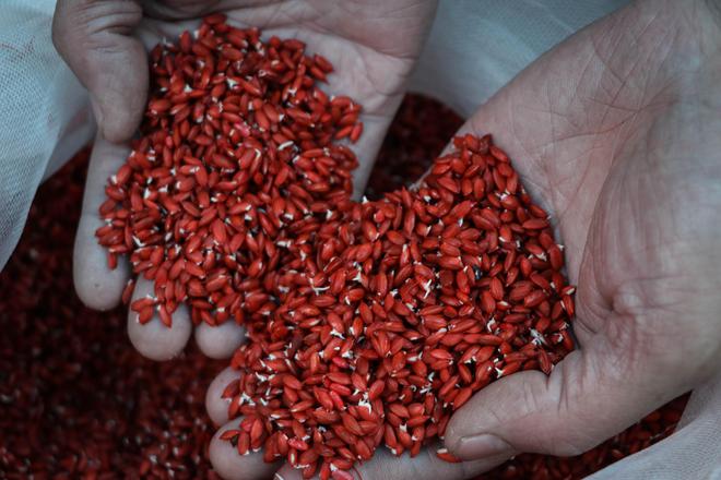 南江富硒大米种植技术（富硒大米基地）-硒宝网