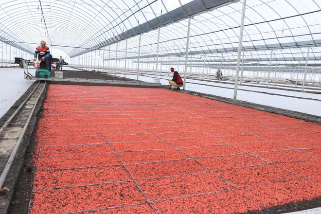 南江富硒大米种植技术（富硒大米基地）-硒宝网