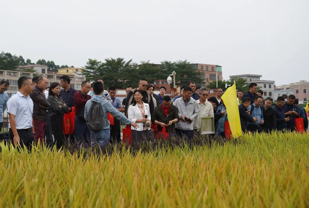 如何讲解富硒大米问题(富硒的大米)-硒宝网