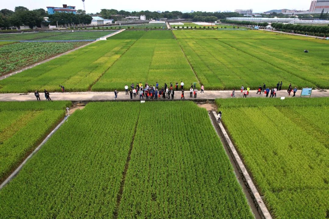 如何讲解富硒大米问题(富硒的大米)-硒宝网