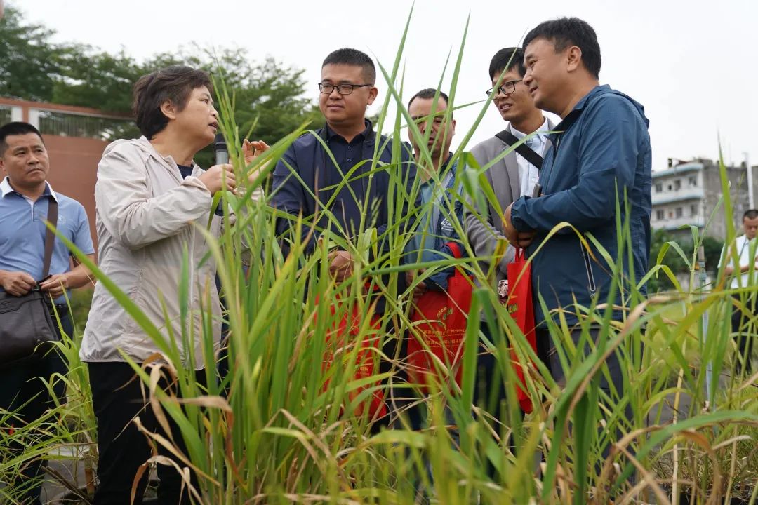 如何讲解富硒大米问题(富硒的大米)-硒宝网