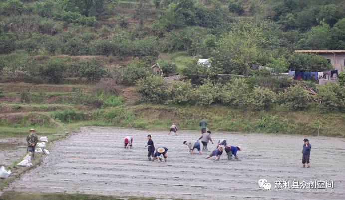 常德富硒大米加工企业(常德大米加工厂)-硒宝网