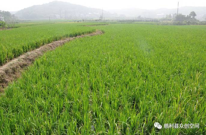 常德富硒大米加工企业(常德大米加工厂)-硒宝网