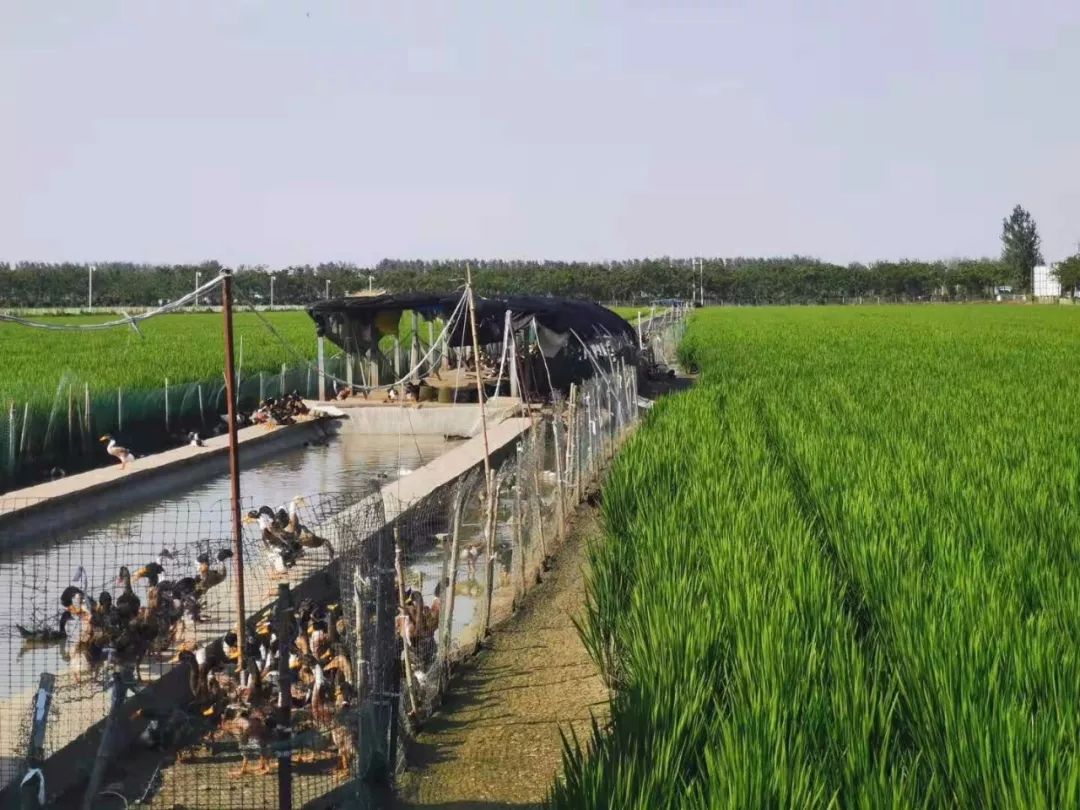 有机富硒大米执行标准(富硒大米成分表)-硒宝网