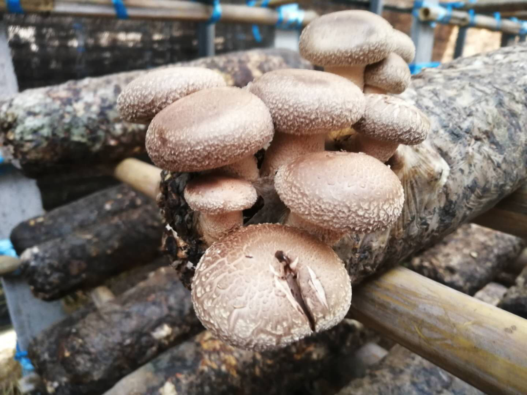 安徽淮南田园富硒大米(安徽富硒大米产地是哪里)-硒宝网