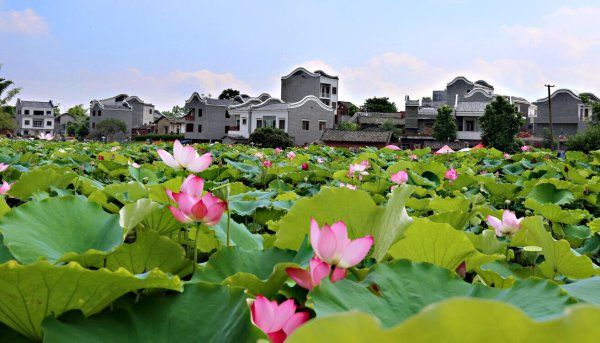 贵港市港南区富硒大米(广西贵港富硒大米)-硒宝网