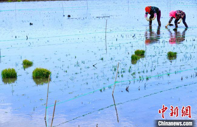 富硒大米甘肃可以种吗(富硒米种植)-硒宝网
