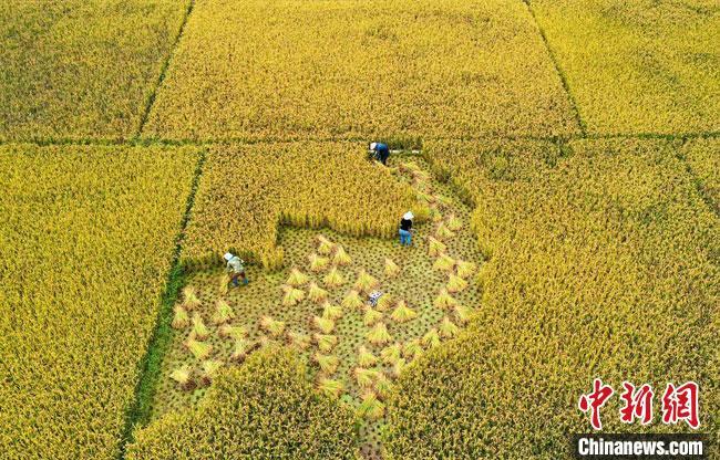 富硒大米甘肃可以种吗(富硒米种植)-硒宝网