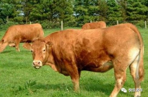 钙属于微量元素吗(钙算微量元素)-硒宝网