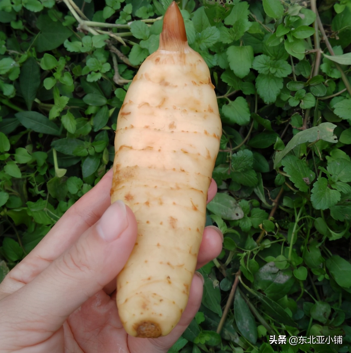 延吉富硒大米的成熟季（吉林富硒大米）-硒宝网