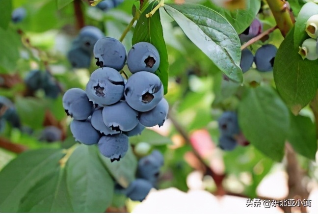 延吉富硒大米的成熟季（吉林富硒大米）-硒宝网