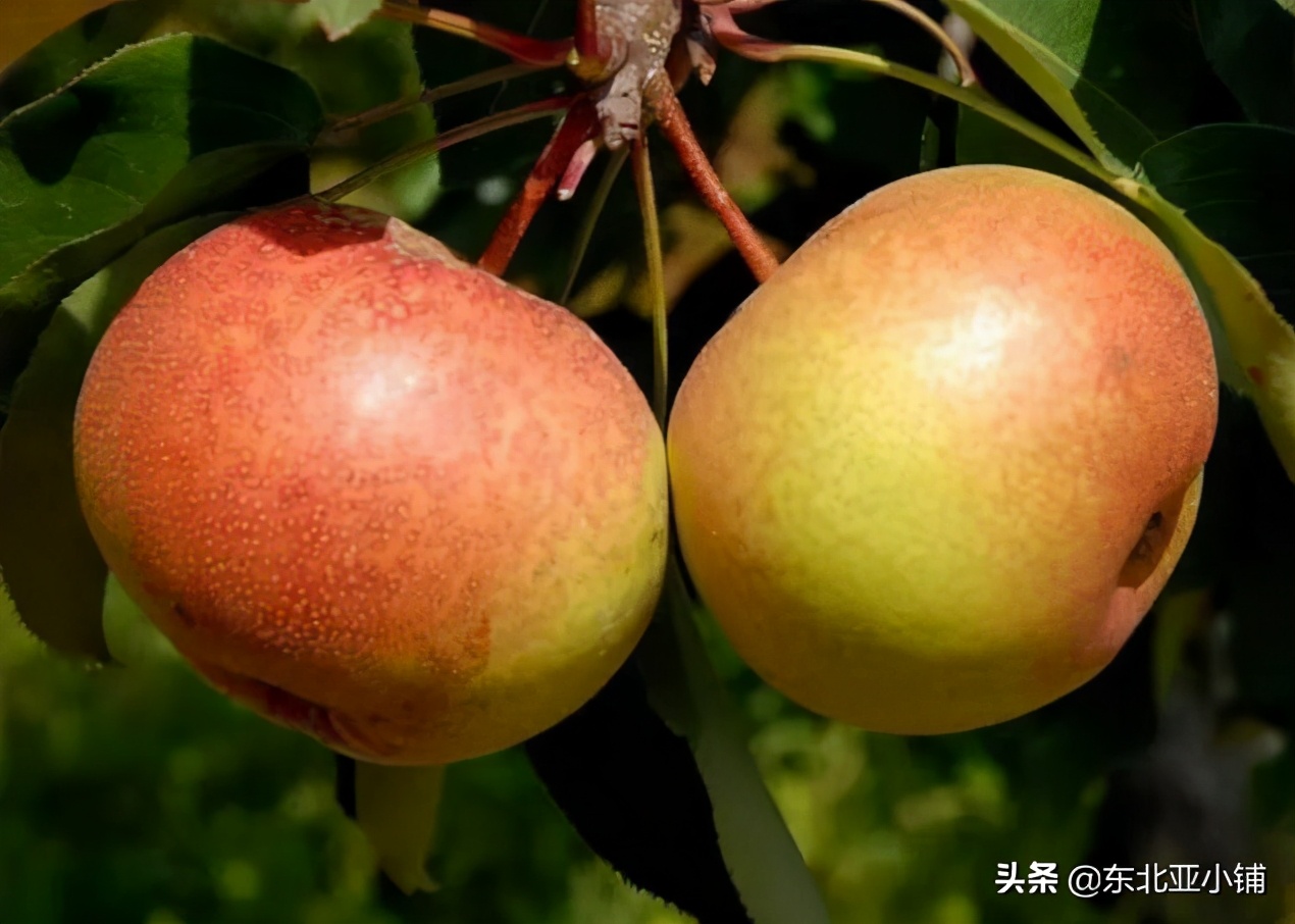 延吉富硒大米的成熟季（吉林富硒大米）-硒宝网