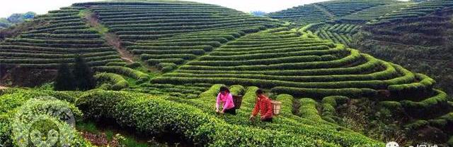 减肥可以吃富硒大米吗(富硒大米可以天天吃吗)-硒宝网