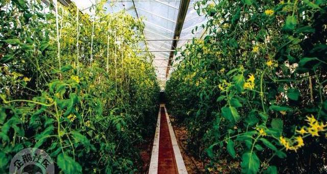 减肥可以吃富硒大米吗(富硒大米可以天天吃吗)-硒宝网