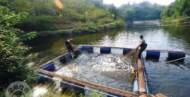 减肥可以吃富硒大米吗(富硒大米可以天天吃吗)-硒宝网