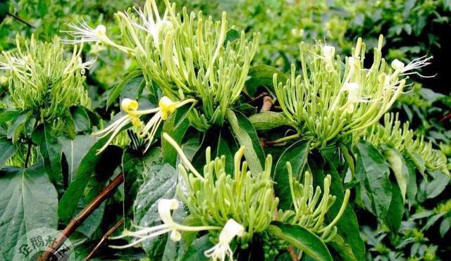 减肥可以吃富硒大米吗(富硒大米可以天天吃吗)-硒宝网