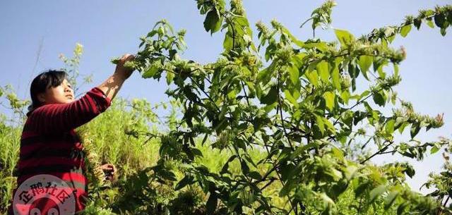 减肥可以吃富硒大米吗(富硒大米可以天天吃吗)-硒宝网