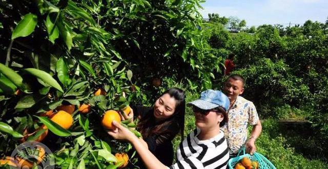 减肥可以吃富硒大米吗(富硒大米可以天天吃吗)-硒宝网