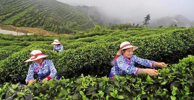 减肥可以吃富硒大米吗(富硒大米可以天天吃吗)-硒宝网