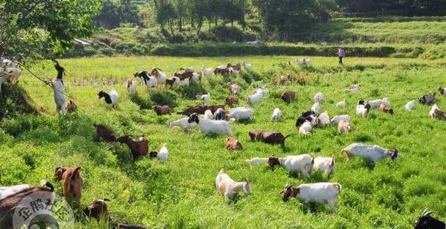 减肥可以吃富硒大米吗(富硒大米可以天天吃吗)-硒宝网