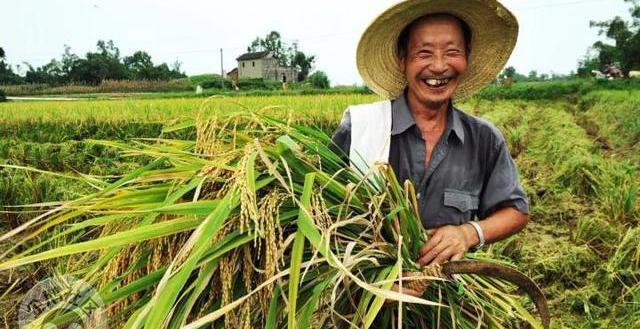 减肥可以吃富硒大米吗(富硒大米可以天天吃吗)-硒宝网