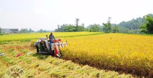 减肥可以吃富硒大米吗(富硒大米可以天天吃吗)-硒宝网