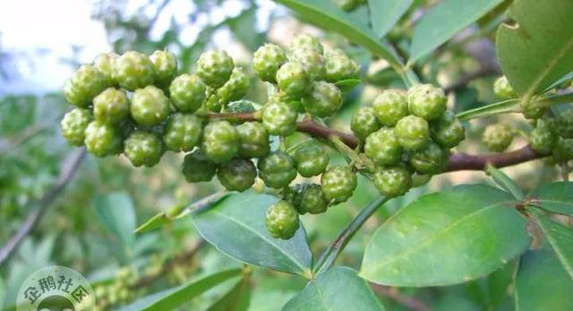 减肥可以吃富硒大米吗(富硒大米可以天天吃吗)-硒宝网