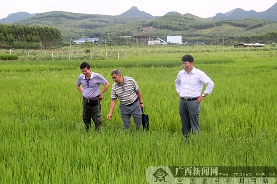广西富硒大米生产技术(广西富硒米产地)-硒宝网