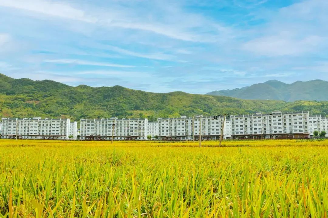 富硒大米的公众号推荐（最好的富硒大米产自哪里）-硒宝网