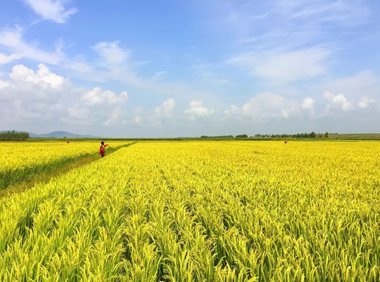 宁夏有机富硒大米价格(富硒大米骗局)-硒宝网