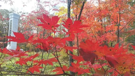 珲春富硒大米营养价值(大米营养价值高)-硒宝网