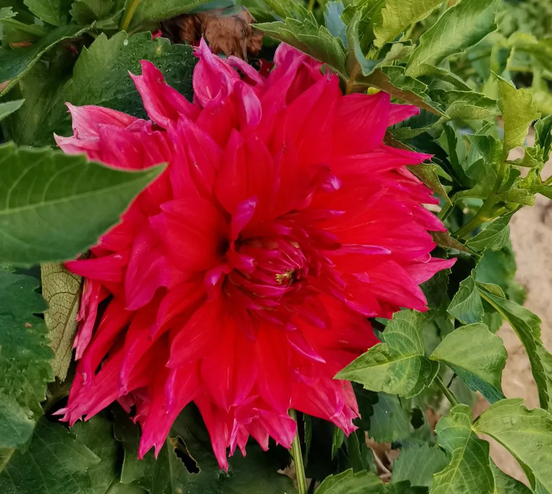 珲春富硒大米营养价值(大米营养价值高)-硒宝网