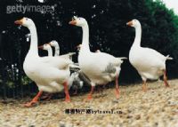 富硒大米国家地理标识（富硒大米国标号）-硒宝网