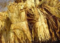 富硒大米国家地理标识（富硒大米国标号）-硒宝网