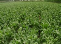 富硒大米国家地理标识（富硒大米国标号）-硒宝网