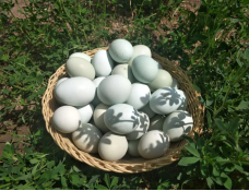 宁夏有机富硒大米价格(富硒大米产量)-硒宝网