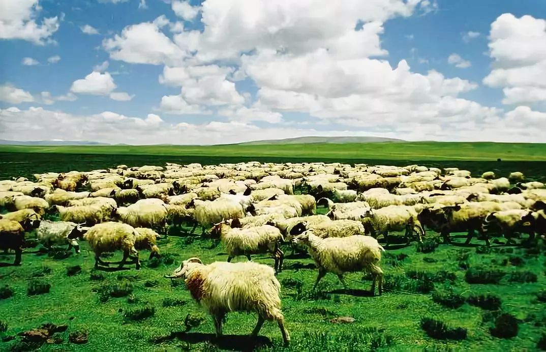 内蒙富硒大米价格多少(大米内蒙价格富硒含量多少)-硒宝网