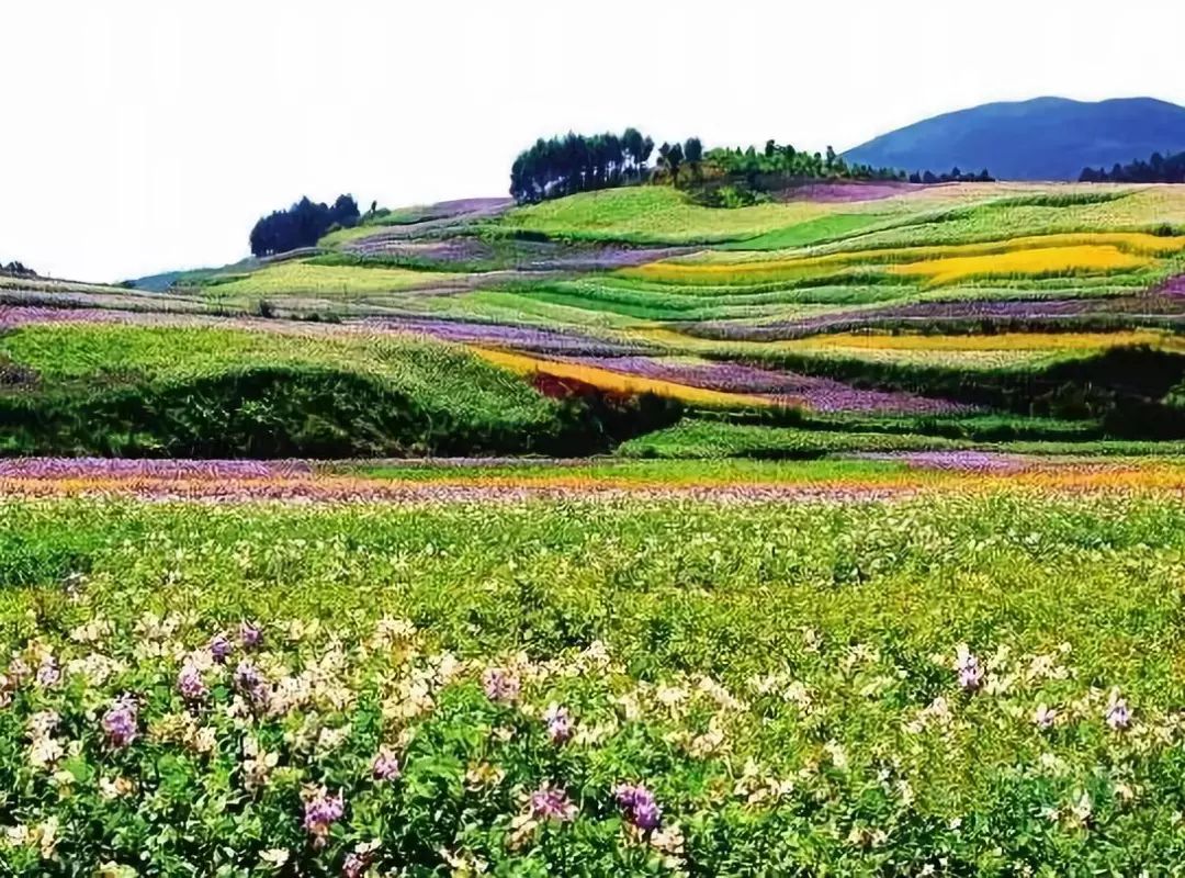 内蒙富硒大米价格多少(大米内蒙价格富硒含量多少)-硒宝网