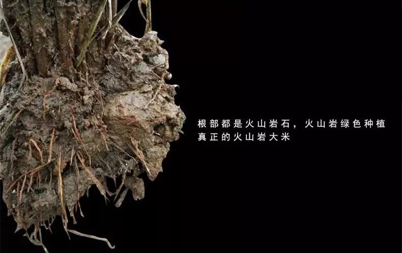 东北鸭田富硒有机大米(鸭田富硒大米价格)-硒宝网